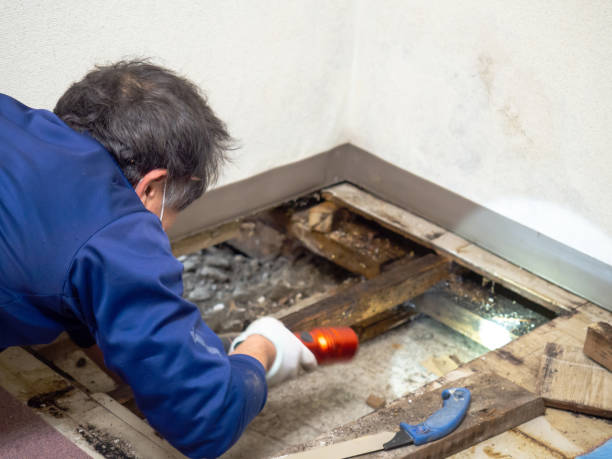 Mold Removal Process in Willow Grove, TX