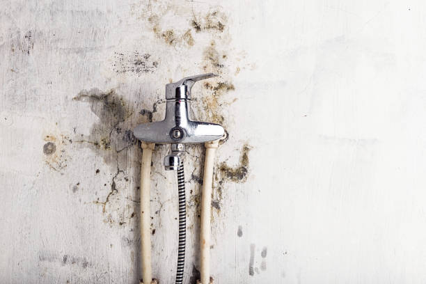Best Mold Remediation  in Willow Grove, TX