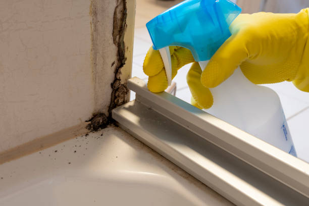 Best Certified Mold Removal  in Willow Grove, TX