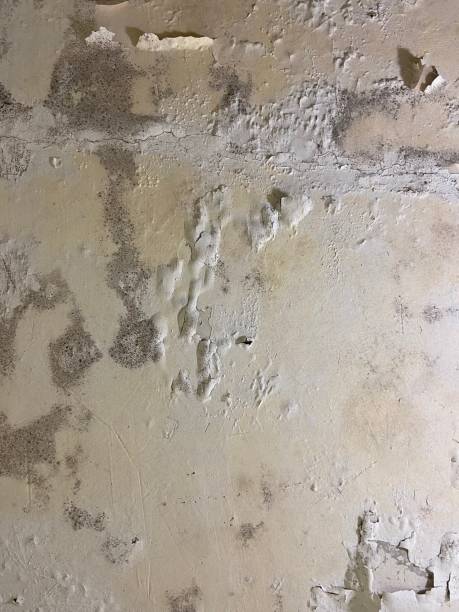 Reliable Willow Grove, TX Mold Removal Solutions