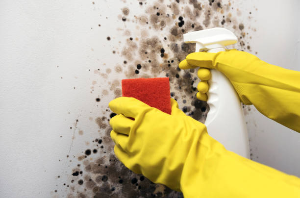 Best Attic Mold Removal  in Willow Grove, TX