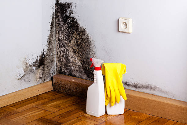 Attic Mold Removal in Willow Grove, TX