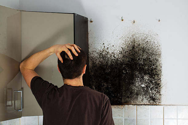 Best Residential Mold Removal  in Willow Grove, TX
