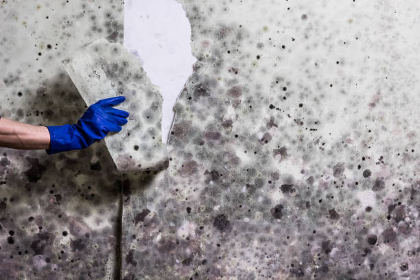 Best Professional Mold Removal  in Willow Grove, TX