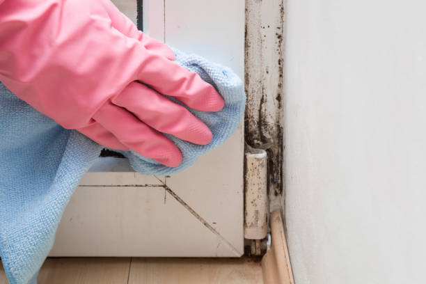 Best Same-Day Mold Removal  in Willow Grove, TX