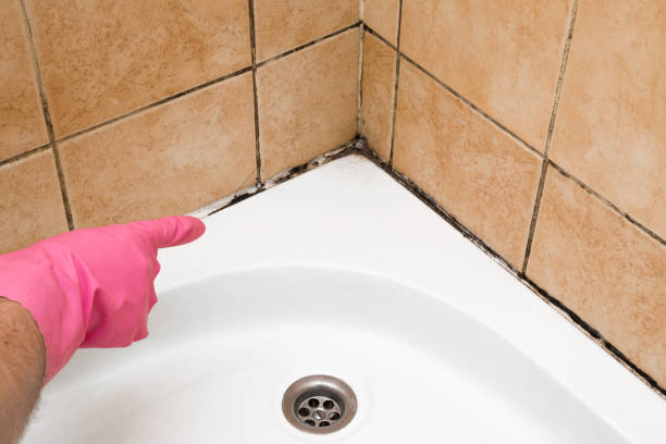 Best Mold Damage Repair  in Willow Grove, TX